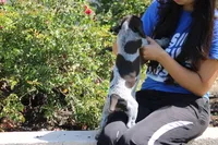 Rocky, a male German Shorthaired Pointer for sale in Rancho Cucamonga, CA – 9 of 10