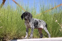Jolene , a female German Shorthaired Pointer for sale in Rancho Cucamonga, CA – 3 of 5