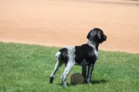 Jax, a male German Shorthaired Pointer for sale in Rancho Cucamonga, CA – Photo 5 of 5