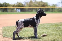 Jax, a male German Shorthaired Pointer for sale in Rancho Cucamonga, CA – Photo 2 of 5