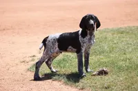 Jax, a male German Shorthaired Pointer for sale in Rancho Cucamonga, CA – Photo 3 of 5
