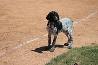 Jax, a male German Shorthaired Pointer for sale in Rancho Cucamonga, CA – Photo 4 of 5