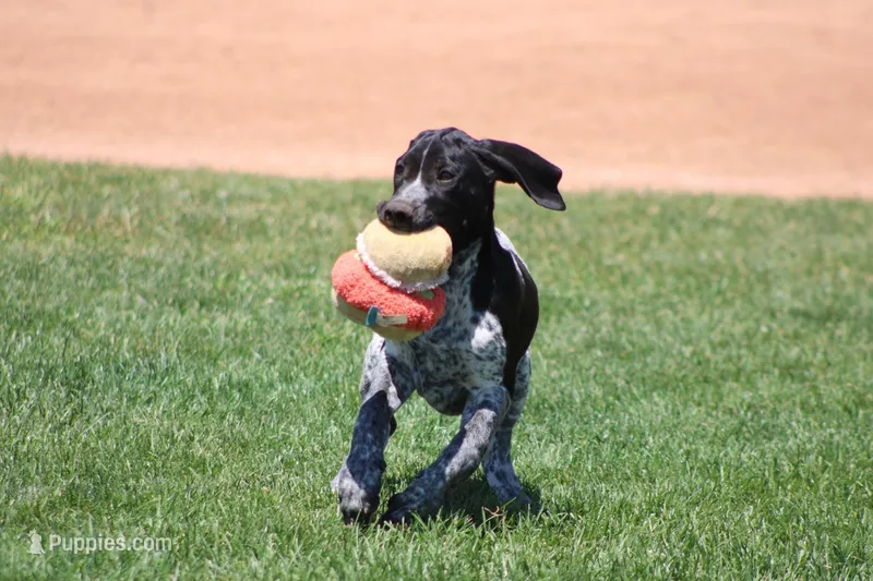 Jax, a male German Shorthaired Pointer for sale in Rancho Cucamonga, CA – Photo 1 of 5