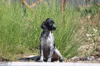 Jolene , a female German Shorthaired Pointer for sale in Rancho Cucamonga, CA – 2 of 5