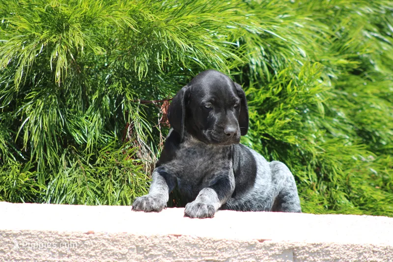 Colt – German Shorthaired Pointer puppy for sale in Rancho Cucamonga, CA