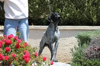 Leo, a male German Shorthaired Pointer for sale in Rancho Cucamonga, CA – 4 of 8