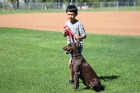 Cocoa, a female Labrador Retriever for sale in Rancho Cucamonga, CA – 4 of 5