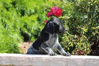 Milo, a male German Shorthaired Pointer for sale in Rancho Cucamonga, CA – 6 of 7