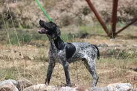 King, a male German Shorthaired Pointer for sale in Rancho Cucamonga, CA – 3 of 10