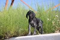 Milo, a male German Shorthaired Pointer for sale in Rancho Cucamonga, CA – 2 of 9