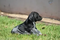 Milo, a male German Shorthaired Pointer for sale in Rancho Cucamonga, CA – 3 of 7