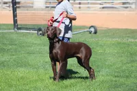 Cocoa, a female Labrador Retriever for sale in Rancho Cucamonga, CA – 3 of 5