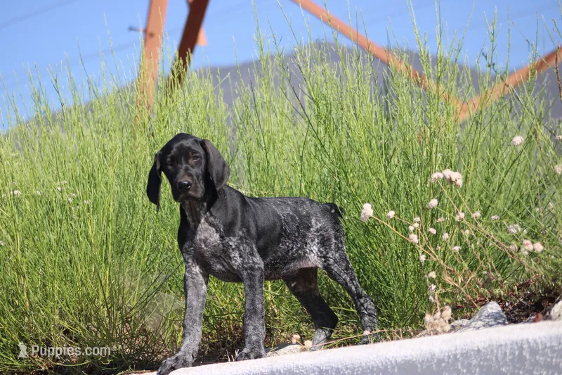 Milo – German Shorthaired Pointer puppy for sale in Rancho Cucamonga, CA