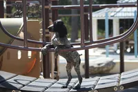 Max, a male German Shorthaired Pointer for sale in Rancho Cucamonga, CA – 2 of 6