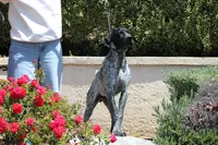 Leo, a male German Shorthaired Pointer for sale in Rancho Cucamonga, CA – Photo 2 of 8