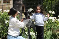 Leo, a male German Shorthaired Pointer for sale in Rancho Cucamonga, CA – Photo 3 of 8