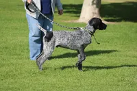 Leo, a male German Shorthaired Pointer for sale in Rancho Cucamonga, CA – Photo 8 of 8