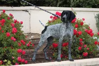 Leo, a male German Shorthaired Pointer for sale in Rancho Cucamonga, CA – Photo 6 of 8