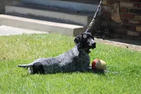 Leo, a male German Shorthaired Pointer for sale in Rancho Cucamonga, CA – Photo 4 of 8
