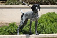 Leo, a male German Shorthaired Pointer for sale in Rancho Cucamonga, CA – Photo 1 of 8