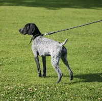Leo, a male German Shorthaired Pointer for sale in Rancho Cucamonga, CA – Photo 7 of 8