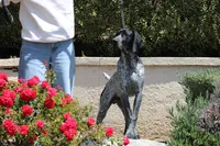 Leo, a male German Shorthaired Pointer for sale in Rancho Cucamonga, CA – Photo 5 of 8