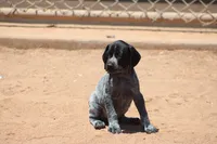 Leo, a male German Shorthaired Pointer for sale in Rancho Cucamonga, CA – 7 of 9