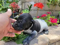 Colt, a male German Shorthaired Pointer for sale in Rancho Cucamonga, CA – 3 of 4