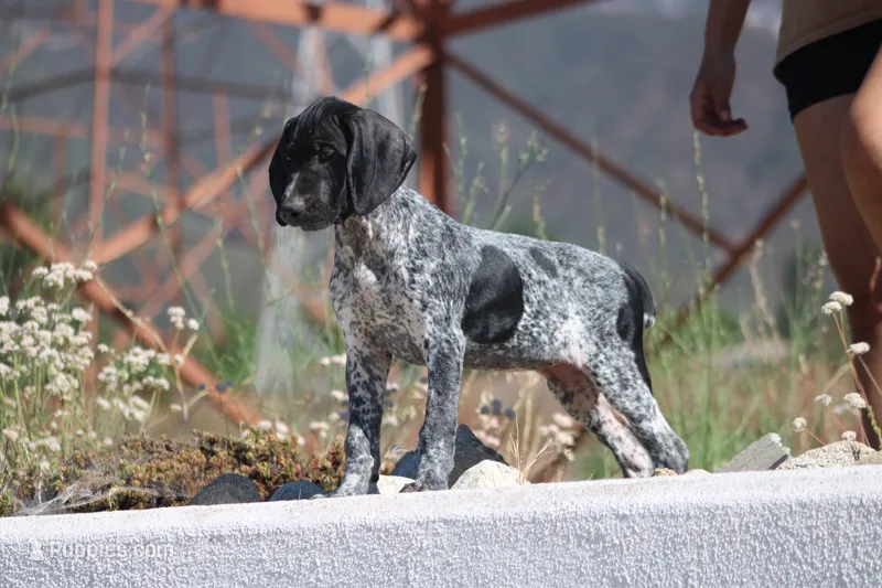 Jolene  – German Shorthaired Pointer puppy for sale in Rancho Cucamonga, CA