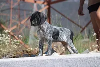 Jolene , a female German Shorthaired Pointer for sale in Rancho Cucamonga, CA – 1 of 5