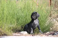 Milo, a male German Shorthaired Pointer for sale in Rancho Cucamonga, CA – 5 of 9