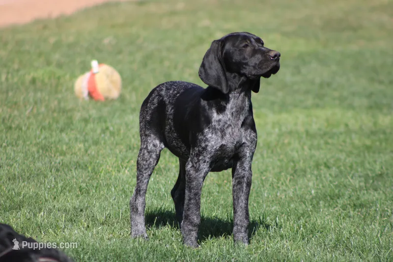Bridget  – German Shorthaired Pointer puppy for sale in Rancho Cucamonga, CA