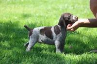 Rocky, a male German Shorthaired Pointer for sale in Rancho Cucamonga, CA – 2 of 10