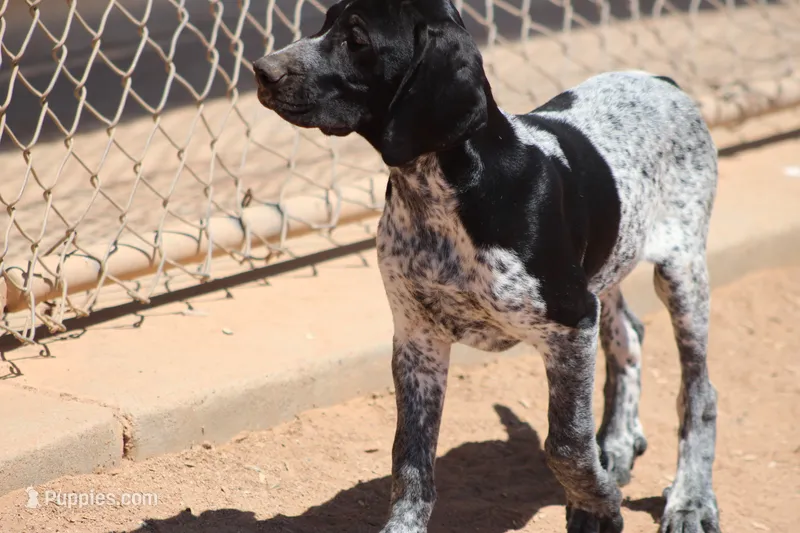 Rocky  – German Shorthaired Pointer puppy for sale in Rancho Cucamonga, CA
