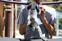 Leo, a male German Shorthaired Pointer for sale in Rancho Cucamonga, CA – 3 of 9