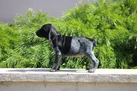 Milo, a male German Shorthaired Pointer for sale in Rancho Cucamonga, CA – 2 of 7