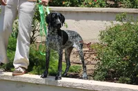 King, a male German Shorthaired Pointer for sale in Rancho Cucamonga, CA – 4 of 10