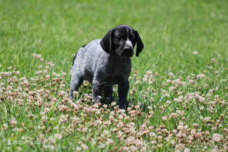 Leo – German Shorthaired Pointer puppy for sale in Rancho Cucamonga, CA