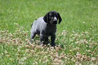 Leo, a male German Shorthaired Pointer for sale in Rancho Cucamonga, CA – 1 of 9