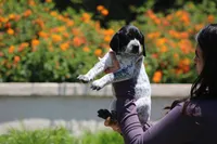 Nala, a female German Shorthaired Pointer for sale in Rancho Cucamonga, CA – 5 of 5