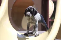 Leo, a male German Shorthaired Pointer for sale in Rancho Cucamonga, CA – 8 of 9
