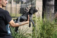 Bridget , a female German Shorthaired Pointer for sale in Rancho Cucamonga, CA – 1 of 3