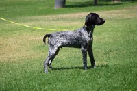 King, a male German Shorthaired Pointer for sale in Rancho Cucamonga, CA – 7 of 10