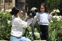 Leo, a male German Shorthaired Pointer for sale in Rancho Cucamonga, CA – 7 of 8