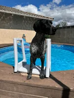 Leo, a male German Shorthaired Pointer for sale in Rancho Cucamonga, CA – 1 of 8