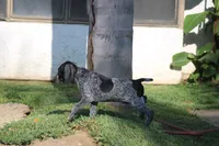 Max, a male German Shorthaired Pointer for sale in Rancho Cucamonga, CA – 3 of 6