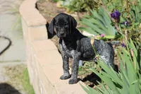 King, a female German Shorthaired Pointer for sale in Rancho Cucamonga, CA – Photo 2 of 3