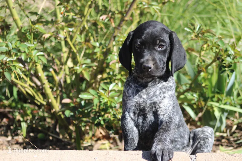 King – German Shorthaired Pointer puppy for sale in Rancho Cucamonga, CA