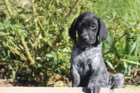 King, a female German Shorthaired Pointer for sale in Rancho Cucamonga, CA – Photo 1 of 3