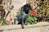 King, a female German Shorthaired Pointer for sale in Rancho Cucamonga, CA – Photo 3 of 3